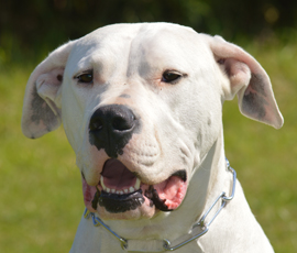 Dogo argentino CC