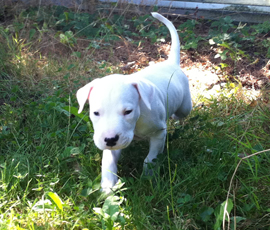 CC als puppy
