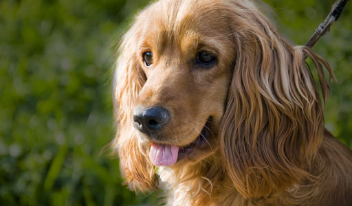 Cocker spaniel tijdens de training