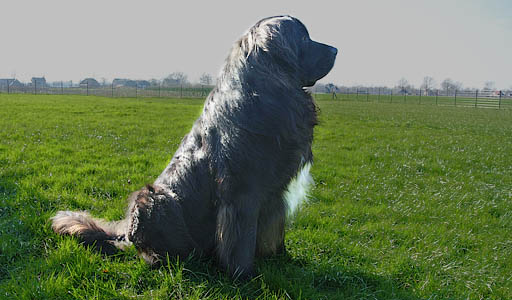Hond zit netjes in het gras