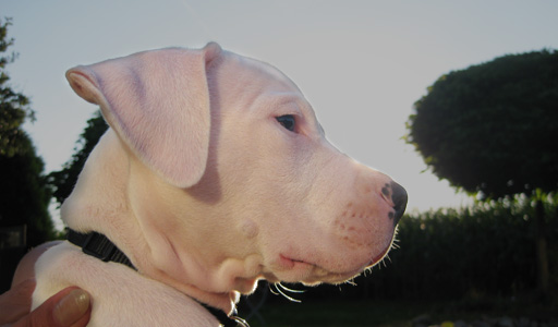 Dogo puppy in het gras