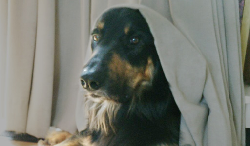 Hond kijkt vanachter het gordijn